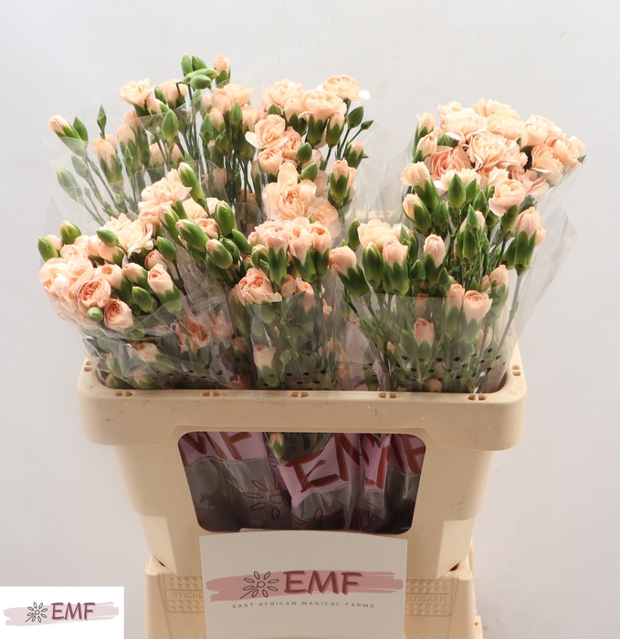 <h4>DI TR HAMADA</h4>