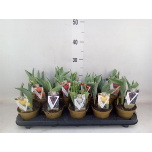 Tulipa   ...mix