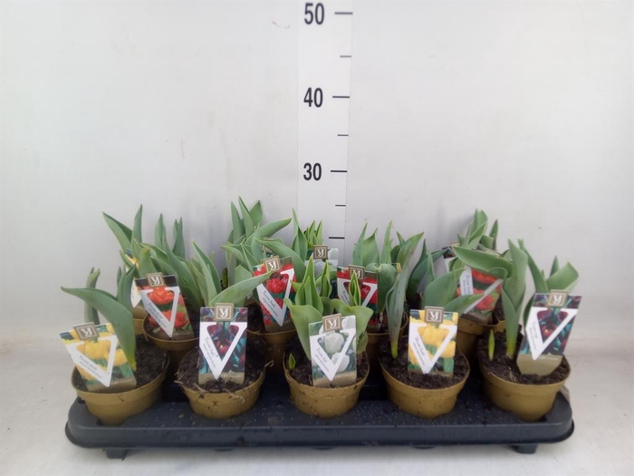 <h4>Tulipa ...mix</h4>