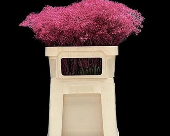 Gyps Klb Fine Cerise