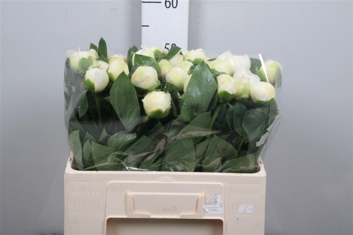 <h4>Paeo Bridal Shower</h4>