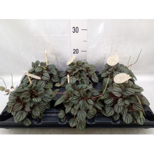 Peperomia