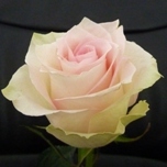 R Gr Ragazza Bicolor 60cm EC