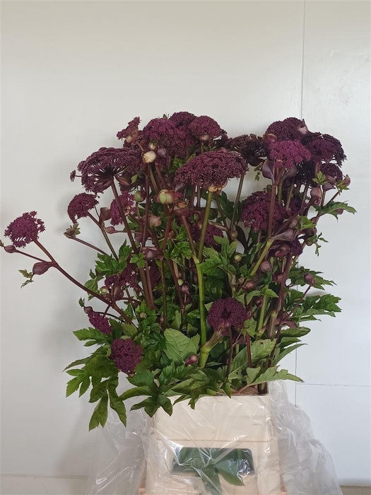 <h4>Angelica Gigas</h4>