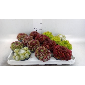 Sempervivum   ...mix