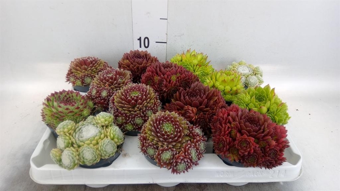 <h4>Sempervivum   ...mix</h4>