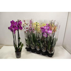 Phal Gem 5 Kl