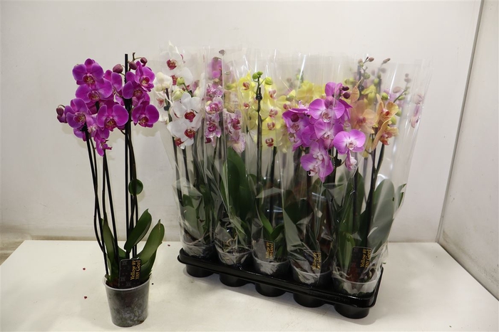 <h4>Phal Gem 5 Kl</h4>