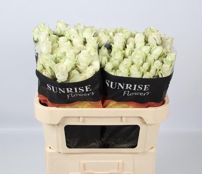 <h4>R TR POLA SENSATION+</h4>