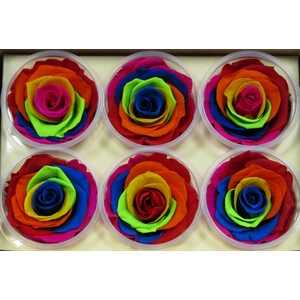 R Prs Rainbow