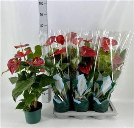 <h4>Anthu An Arebo 6+ Xxl Bloemen</h4>