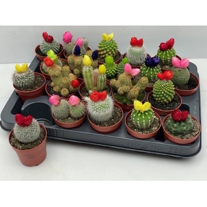 CACTUS VERSIERD