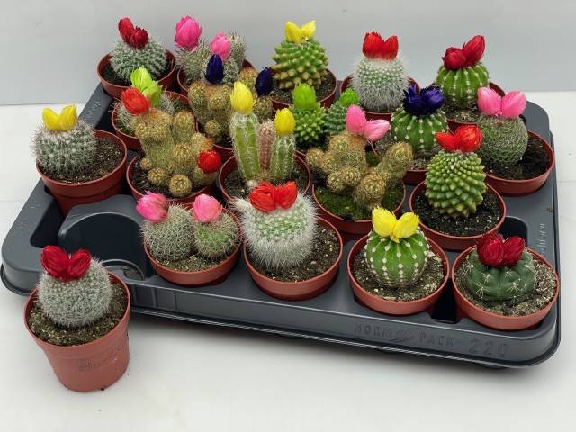 <h4>CACTUS VERSIERD</h4>