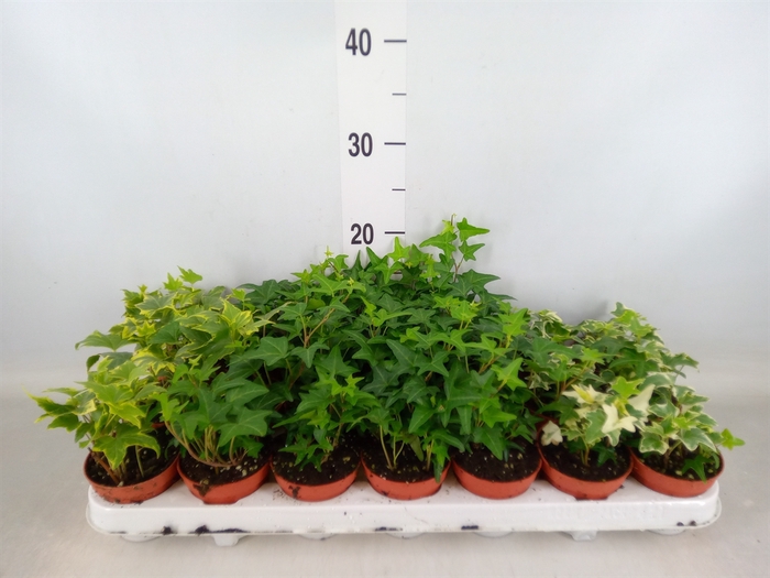 <h4>Hedera   ...mix</h4>
