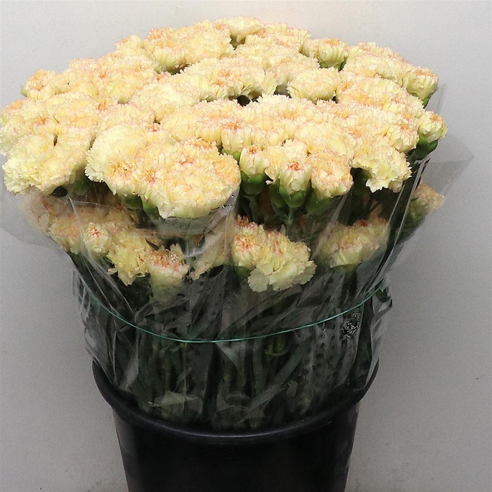 <h4>Di St Ateca Yellow/ Orange</h4>