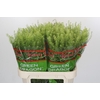 Lepidium Green Dragon