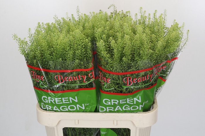 Lepidium Green Dragon