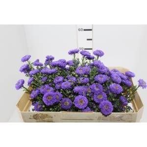 ASTER RADIANTE PLUS 050 CM MIN 20 GRAMAS