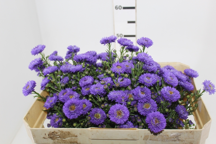 <h4>ASTER RADIANTE PLUS 050 CM MIN 20 GRAMAS</h4>
