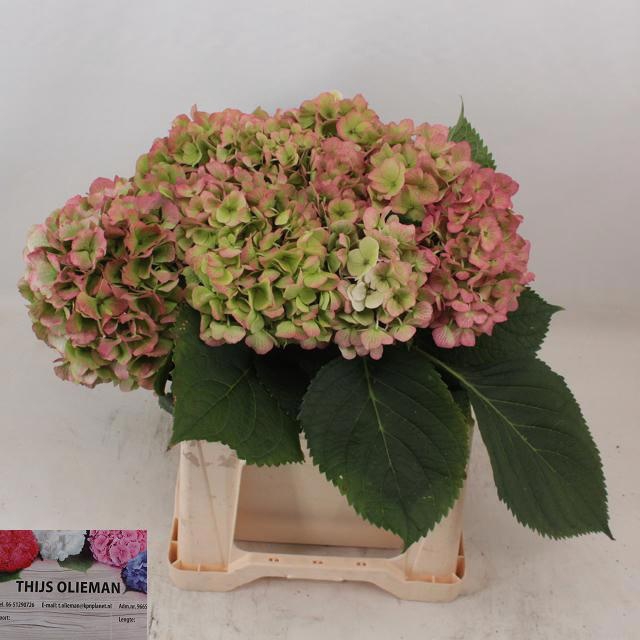 <h4>Hydrangea verena classic</h4>