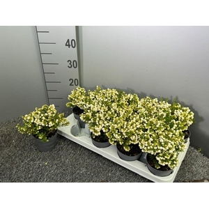 Gaultheria