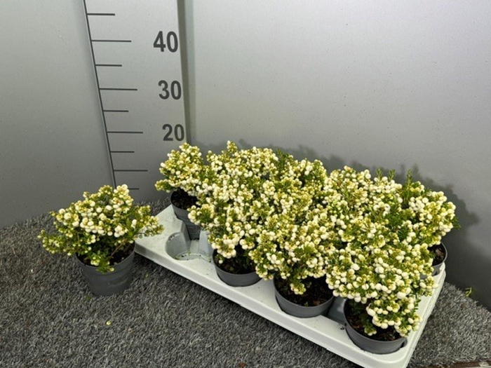 <h4>Gaultheria</h4>