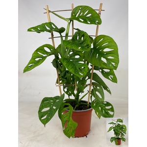 MONSTERA MONKEY LEAF