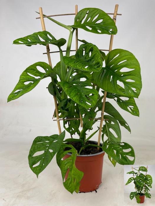 <h4>MONSTERA MONKEY LEAF</h4>