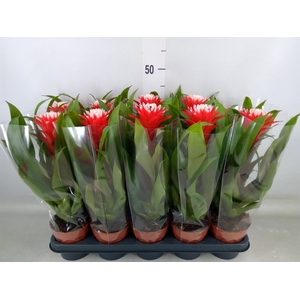 Guzmania  'Hope'