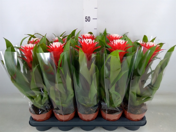<h4>Guzmania  'Hope'</h4>