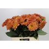 Dahlia Dr Phil