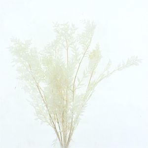 Pres Ruscus Soft Bleached White Per Stem