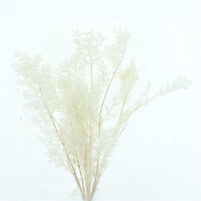 <h4>Pres Ruscus Soft Bleached White Per Stem</h4>