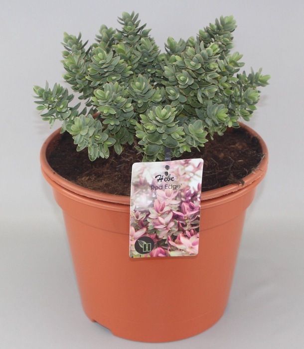 <h4>Hebe 'Red Edge' C10</h4>