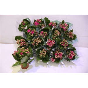 arr8 Kal Ge Don Victorio