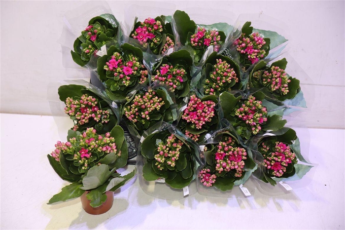 <h4>Kal Ge Don Victorio</h4>