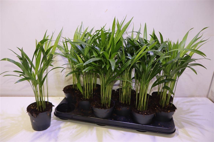 <h4>Dypsis Lutescens</h4>