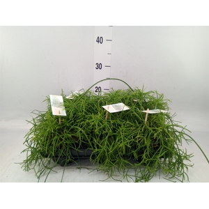 Rhipsalis baccifera 'Oasis'