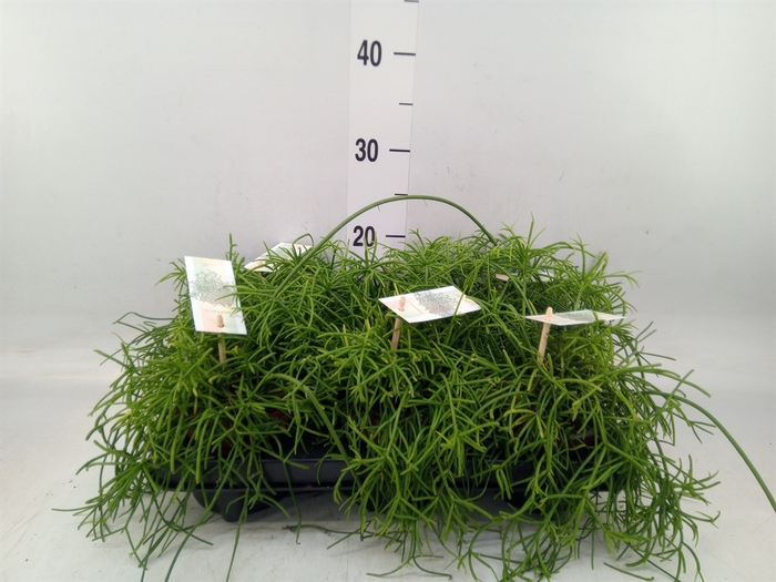 <h4>Rhipsalis baccifera 'Oasis'</h4>