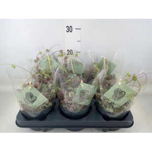 Ceropegia woodii ssp. woodii