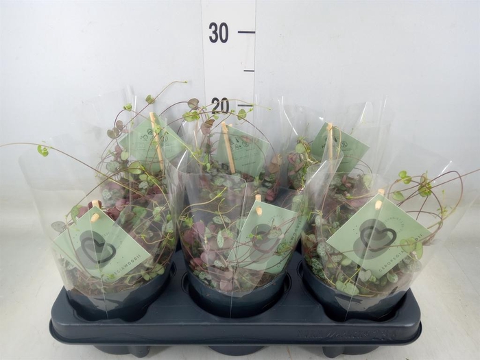 <h4>Ceropegia woodii ssp. woodii</h4>