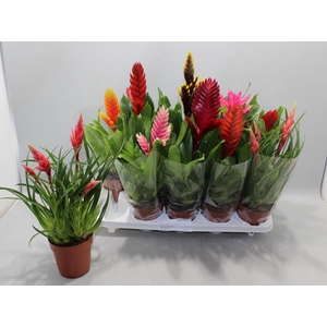 BROMELIA GEM 10 SRT