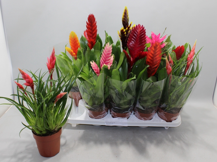 <h4>BROMELIA GEM 10 SRT</h4>