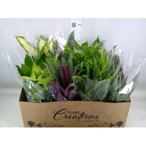 Planten Groen   ...mix 12