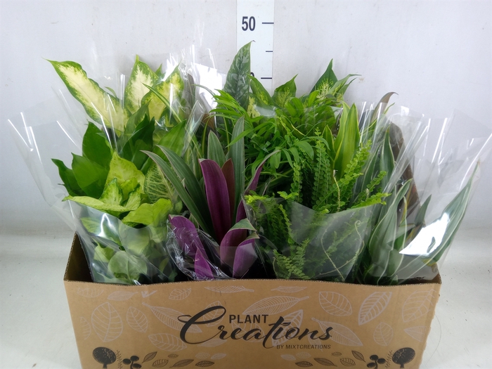 <h4>Planten Groen   ...mix 12</h4>