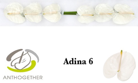 <h4>Anthurium Adina</h4>