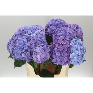 Hyd Anastasia Blue
