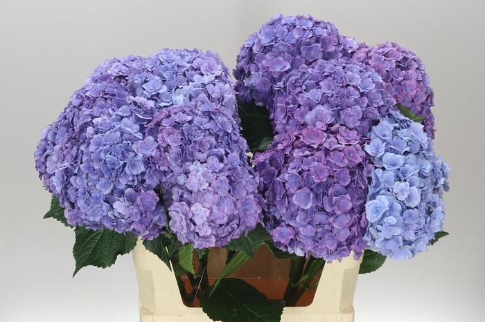 <h4>Hyd Anastasia Blue</h4>