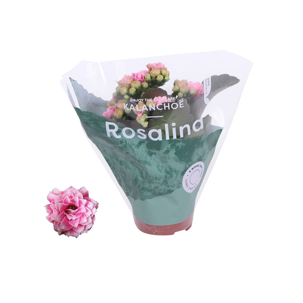 <h4>Kalanchoe Rosalina 06cm Don Alano wit/roze</h4>