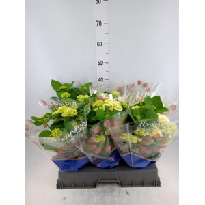 Hydrangea mac. 'Hi White Sun'